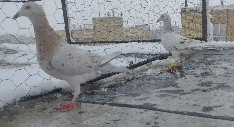 کبوتر|پرنده|اسفرورین, |دیوار