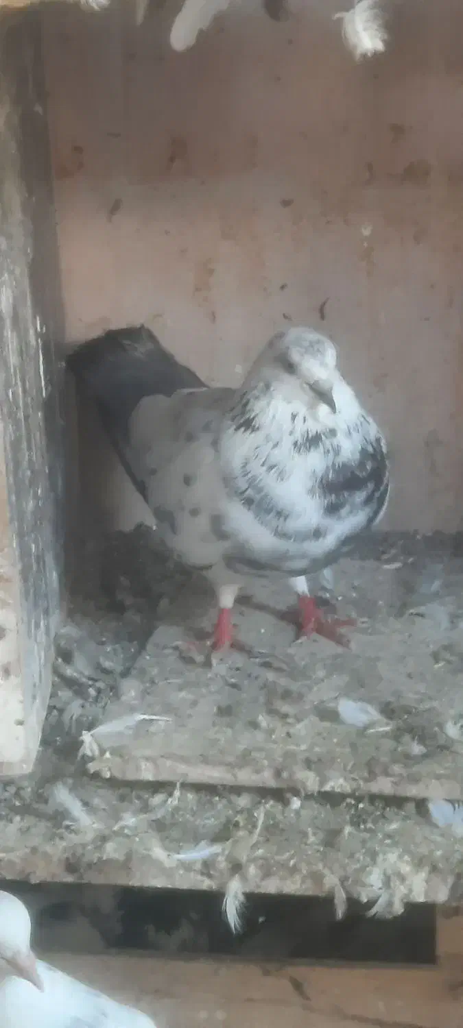 کبوتر|پرنده|رشت, تازه آباد|دیوار