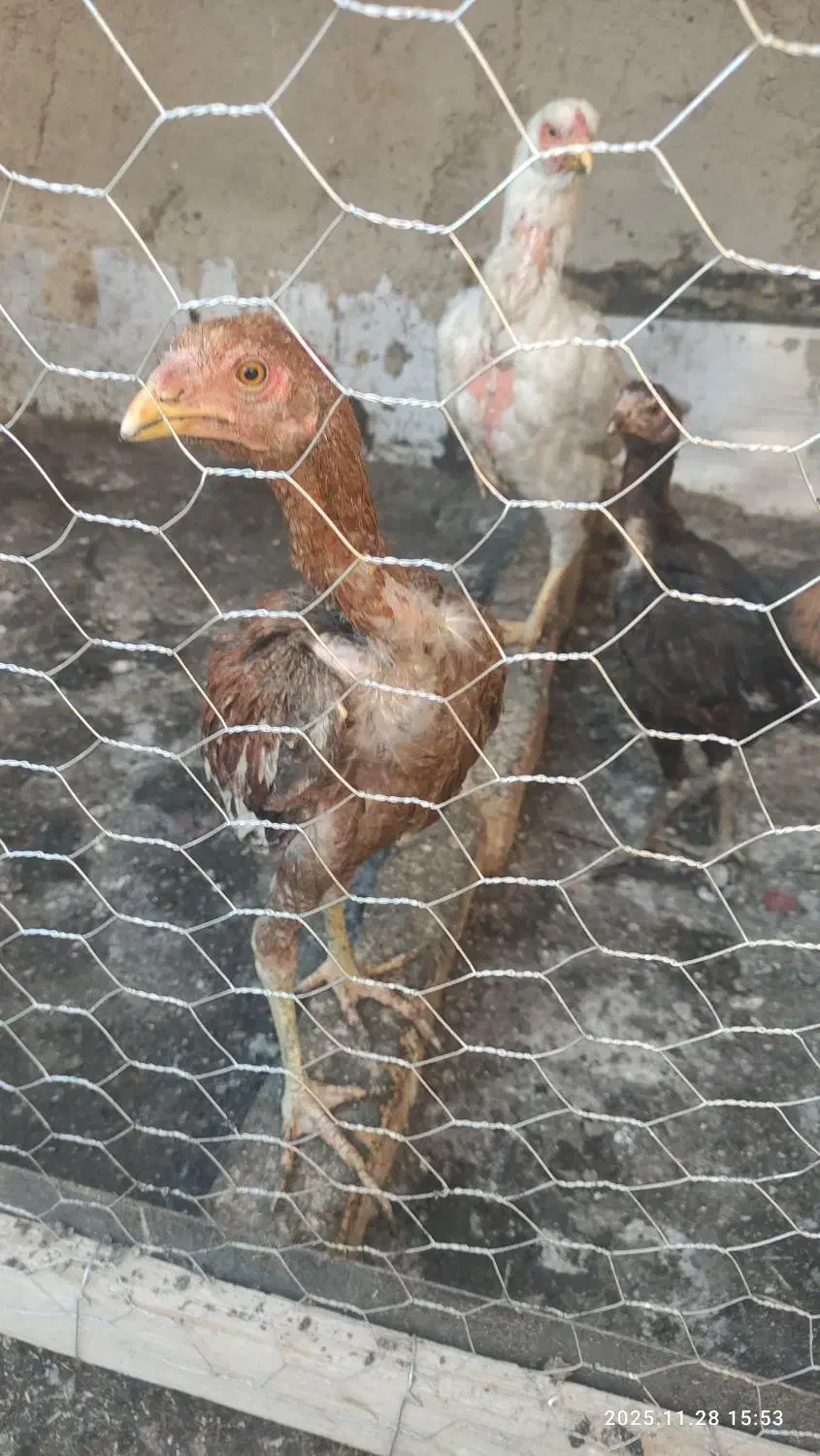 مرغ لاری|حیوانات مزرعه|اسلامشهر, شهرک امام حسین (میان آباد)|دیوار