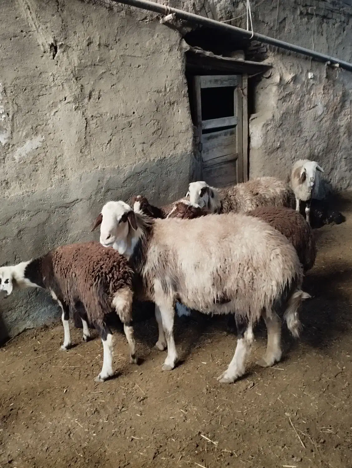 قوچ پلنگی|حیوانات مزرعه|خنداب, |دیوار