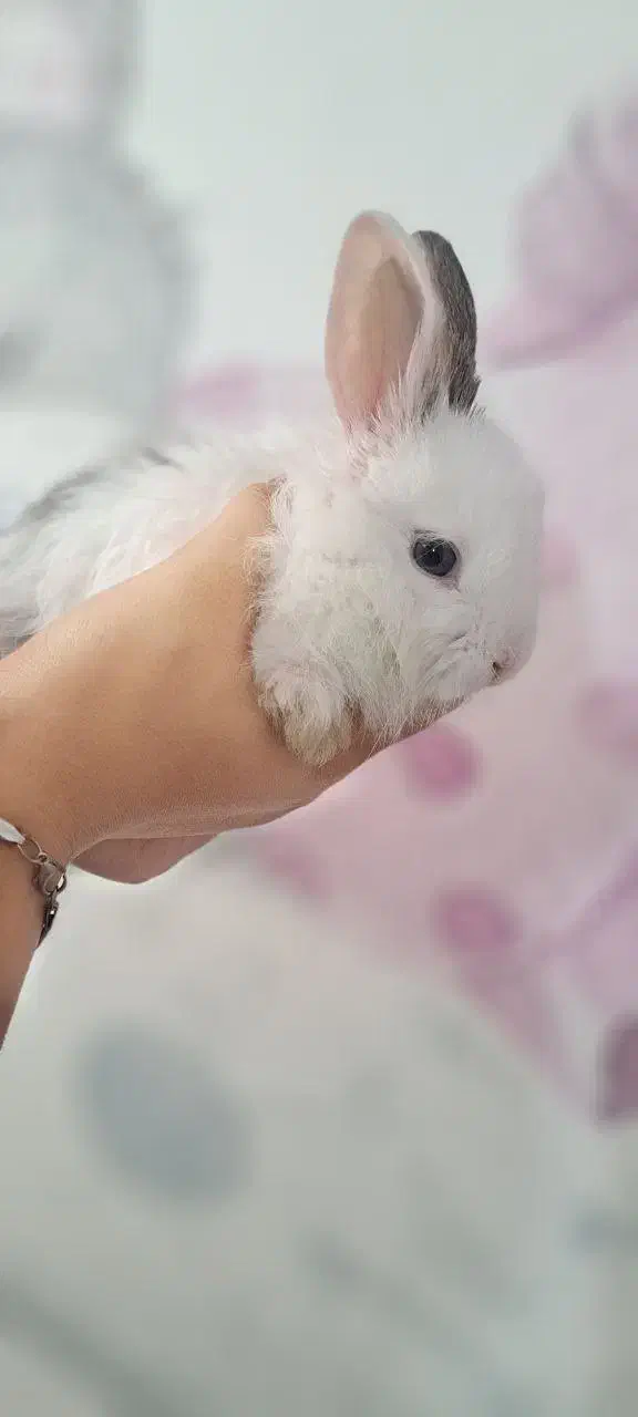 خرگوش|موش و خرگوش|زنجان, |دیوار