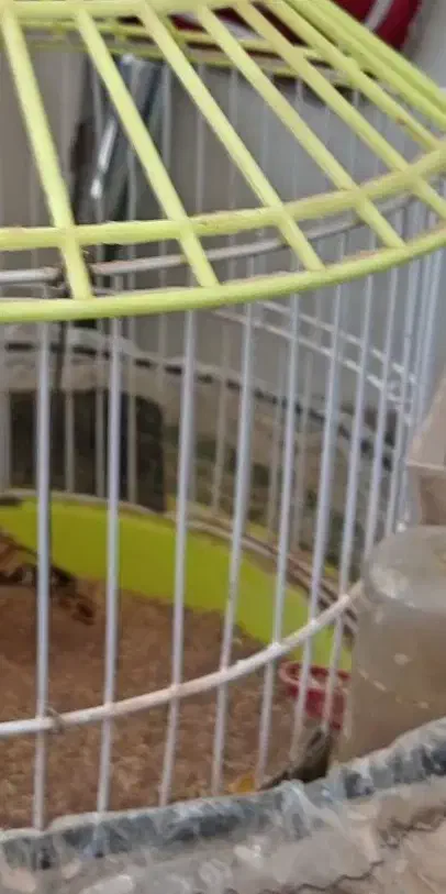 سهره خاکی|پرنده|مشهد, امیریه|دیوار