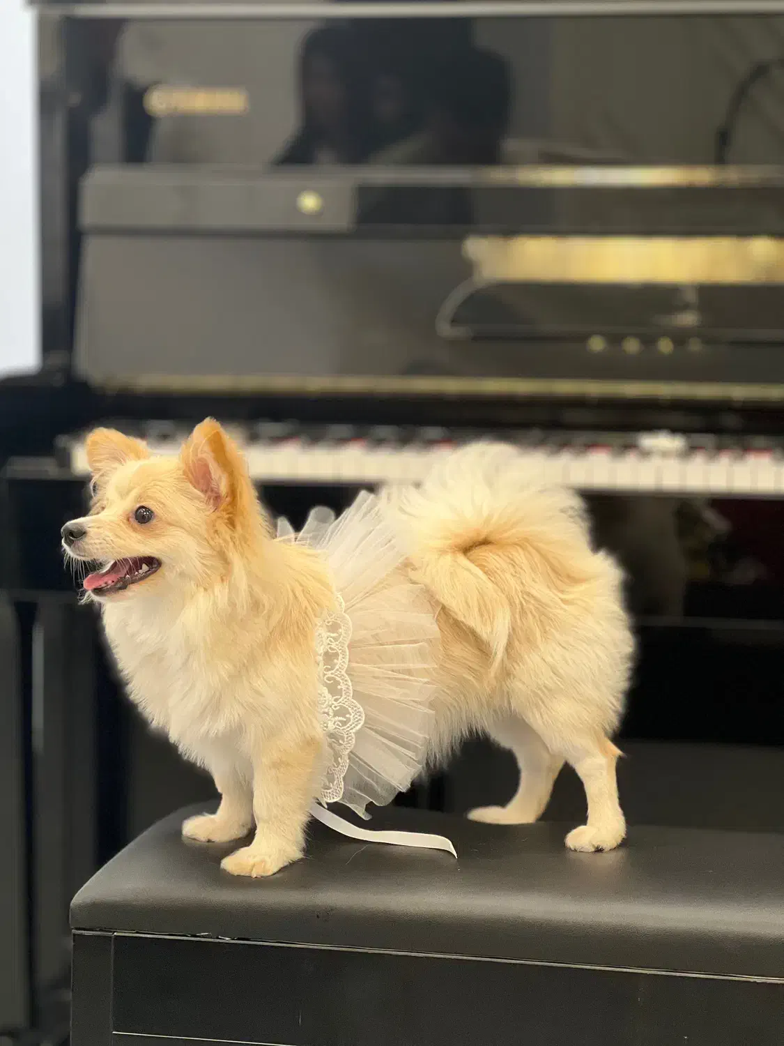 سگ پامرانین|سگ|گنبد کاووس, |دیوار