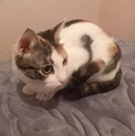 واگذاری ۲ عدد گربه dsh|گربه|تهران, جوادیه|دیوار