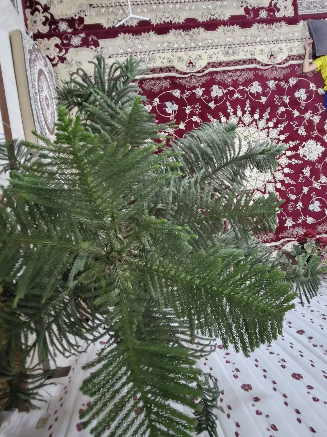 کاج مطبق|گل و گیاه طبیعی|عطاملک, |دیوار