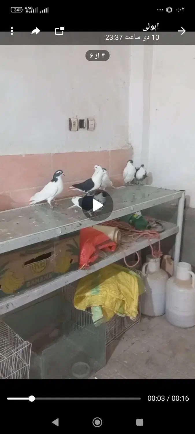 کبوتر|پرنده|فریمان, |دیوار