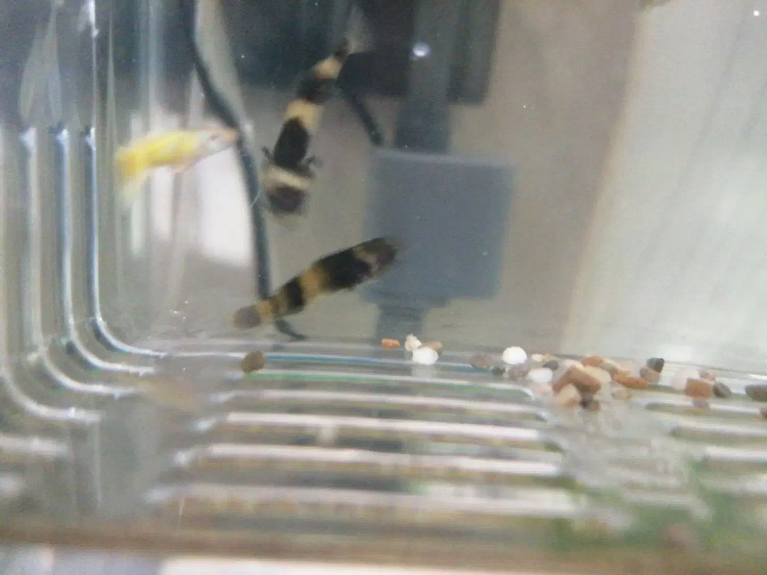 ماهی گوپی زنبورعسلی|ماهی|قم, اسمعیل آباد|دیوار