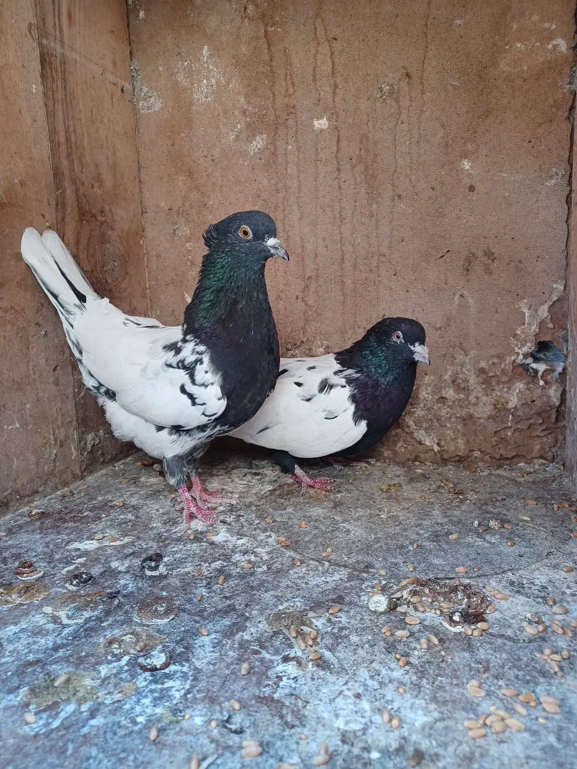 فروش دو کبوتر سینه ای وکله ای|پرنده|بم, |دیوار