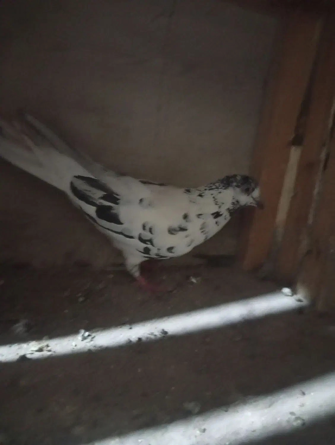 کفتر|پرنده|قم, قلعه کامکار|دیوار