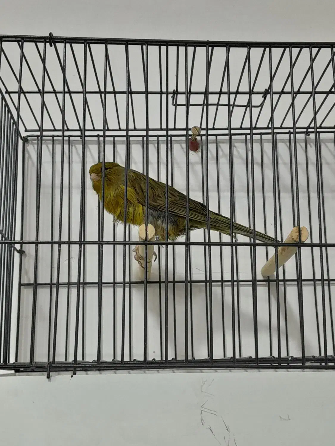 قناری رسمی بلند|پرنده|مشهد, منزل آباد|دیوار