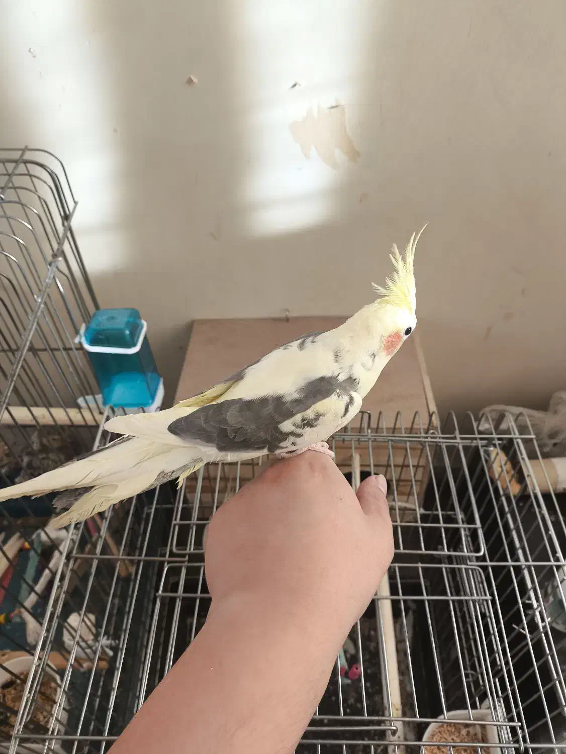 جفت عروس هلندی مولد همراه جوجه|پرنده|فردیس, شهرک هفده شهریور|دیوار