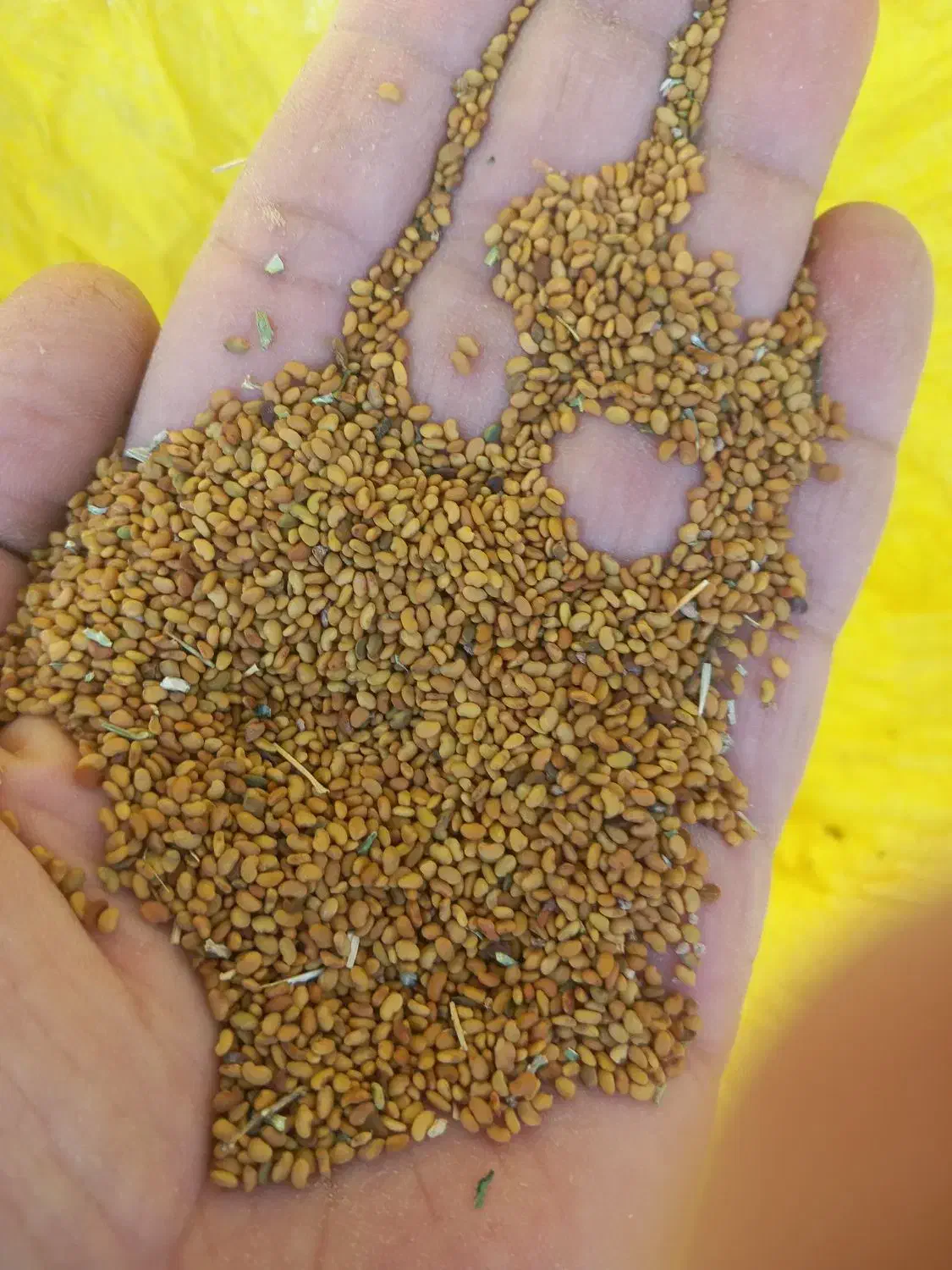 بذرینجه|خدمات باغبانی و درختکاری|برازجان, |دیوار