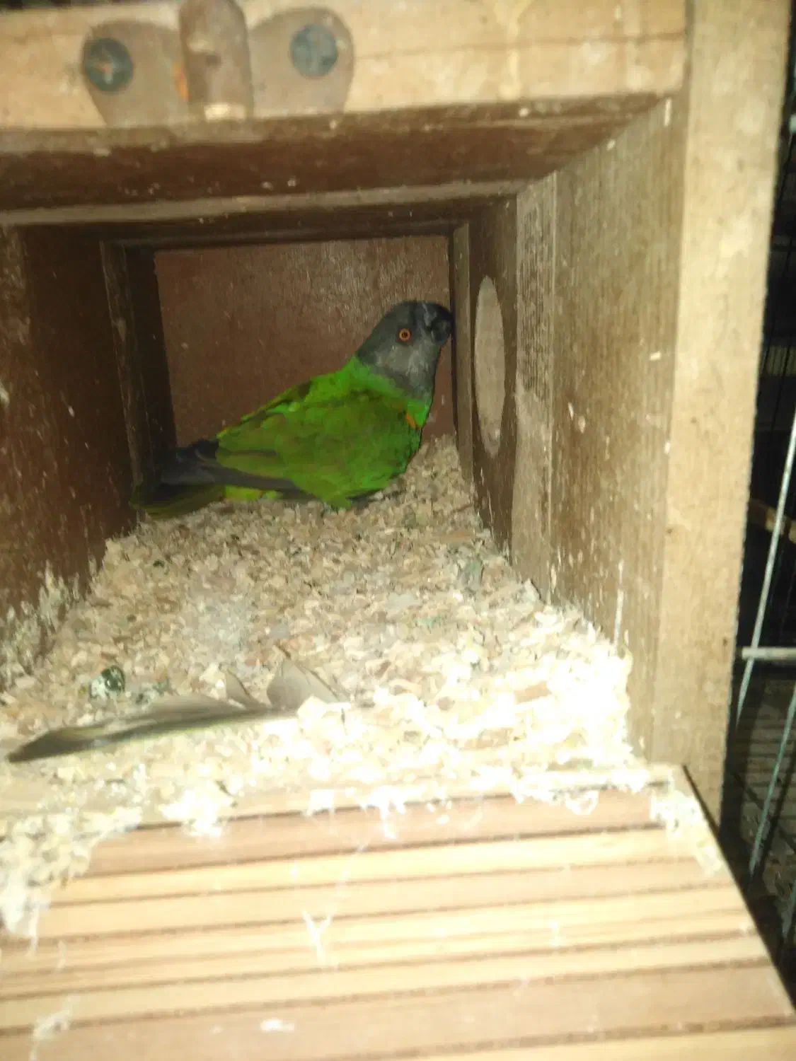 جفت سنگال اماده|پرنده|مهدی شهر, |دیوار