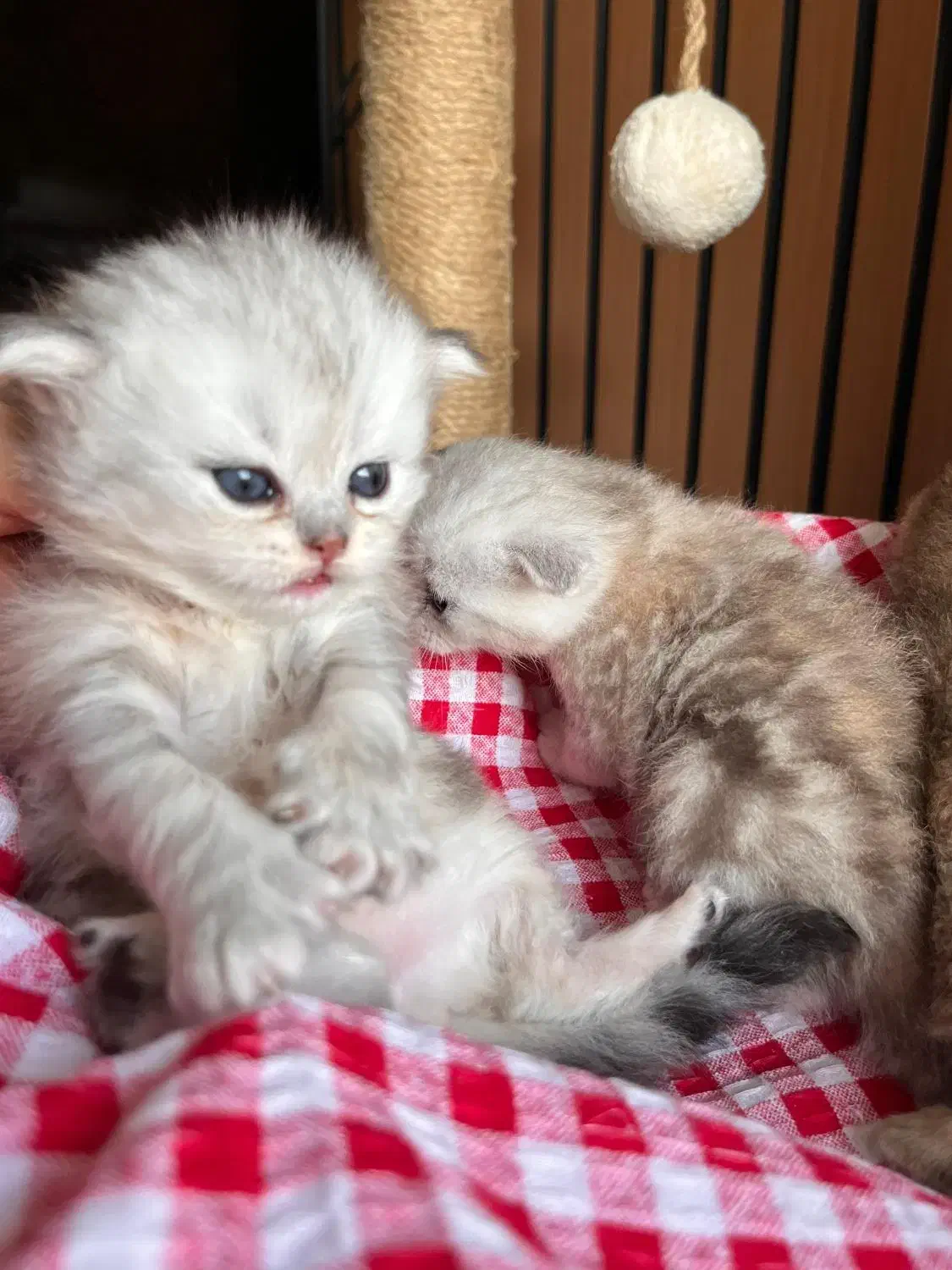 گربه سیلور تبی اسکاتیش|گربه|چالوس, |دیوار