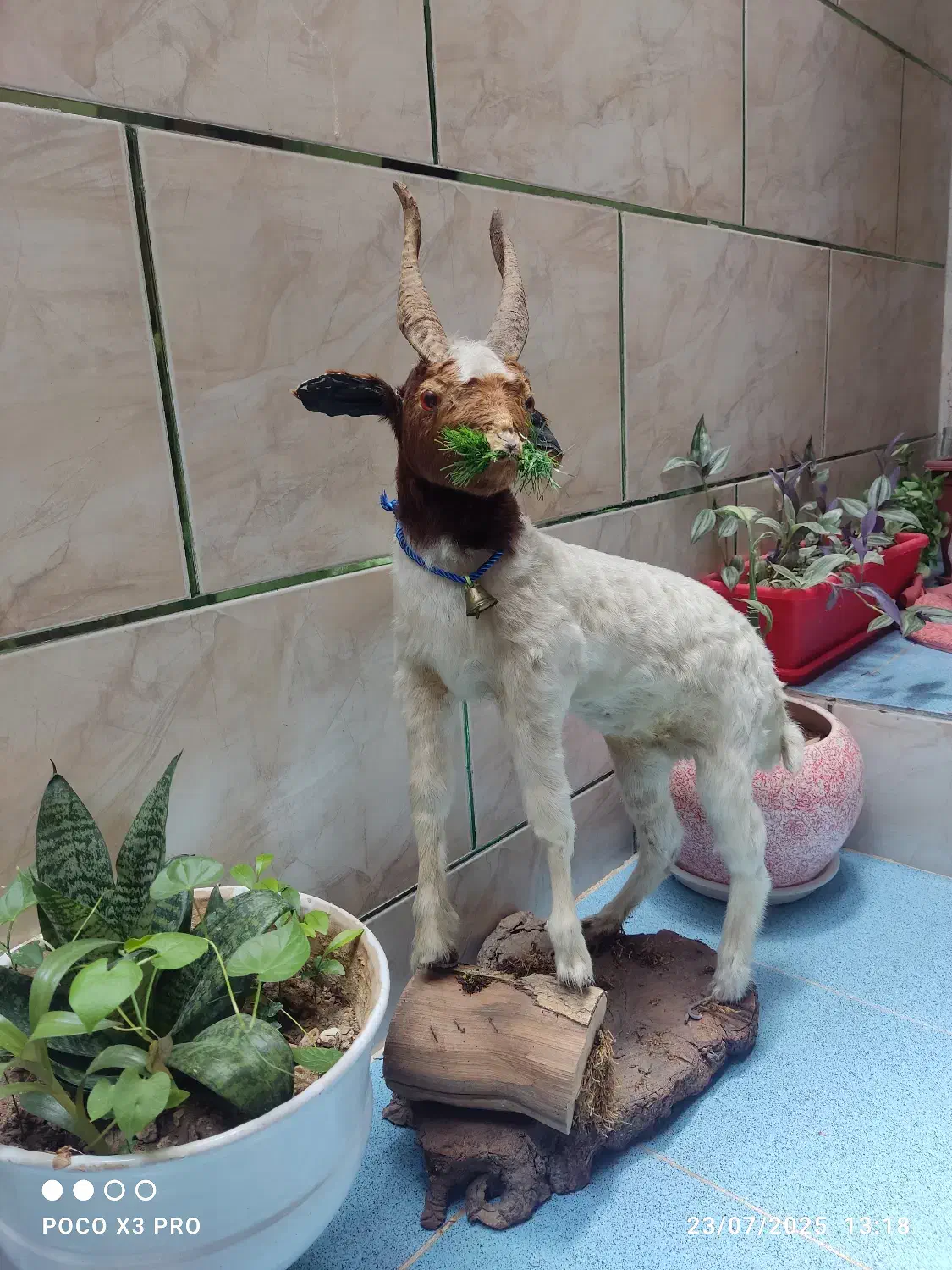 مجسمه|مجسمه، تندیس، ماکت|یاسوج, |دیوار