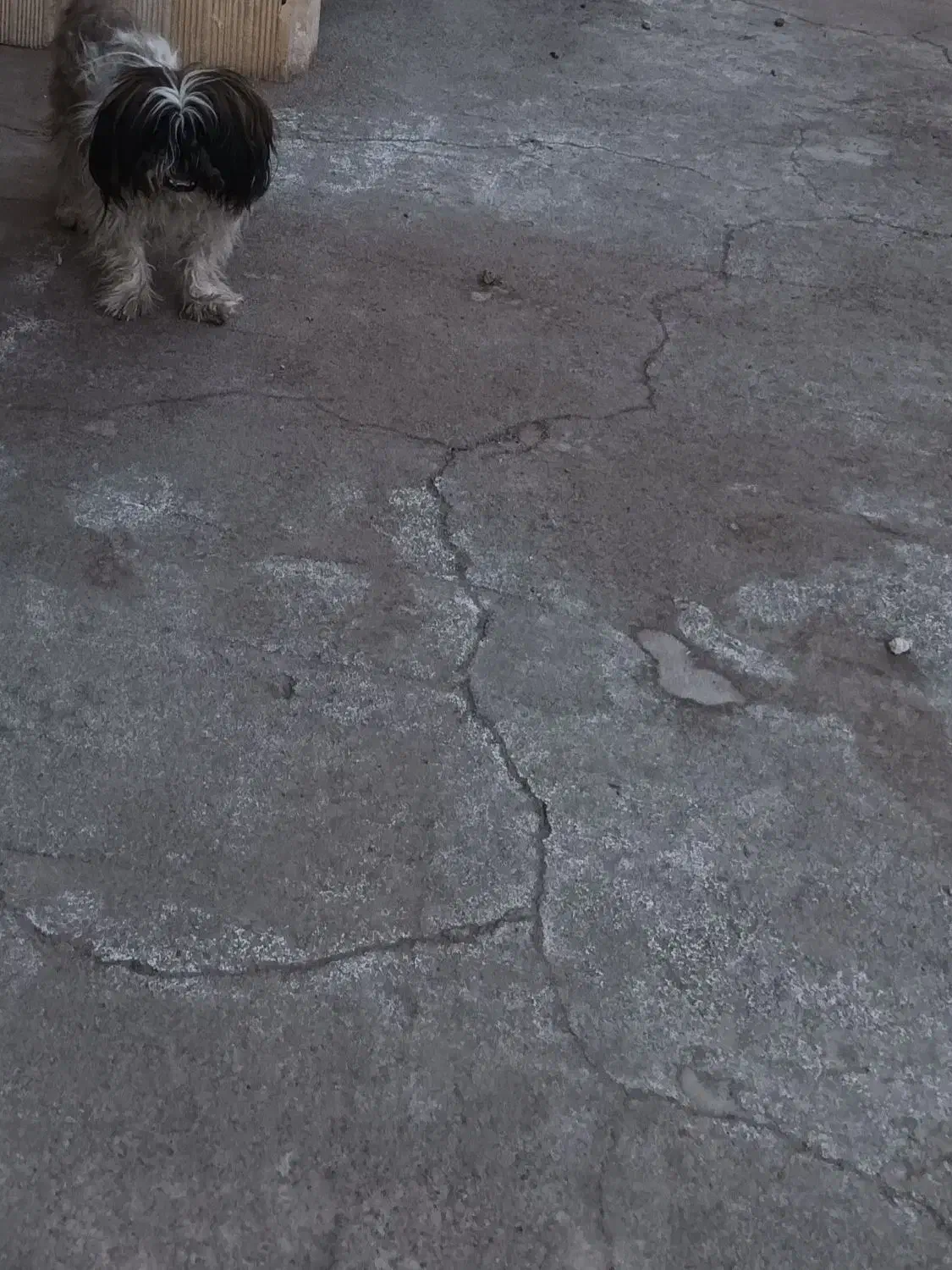 سگ نژاد شیتزو|سگ|زارچ, |دیوار