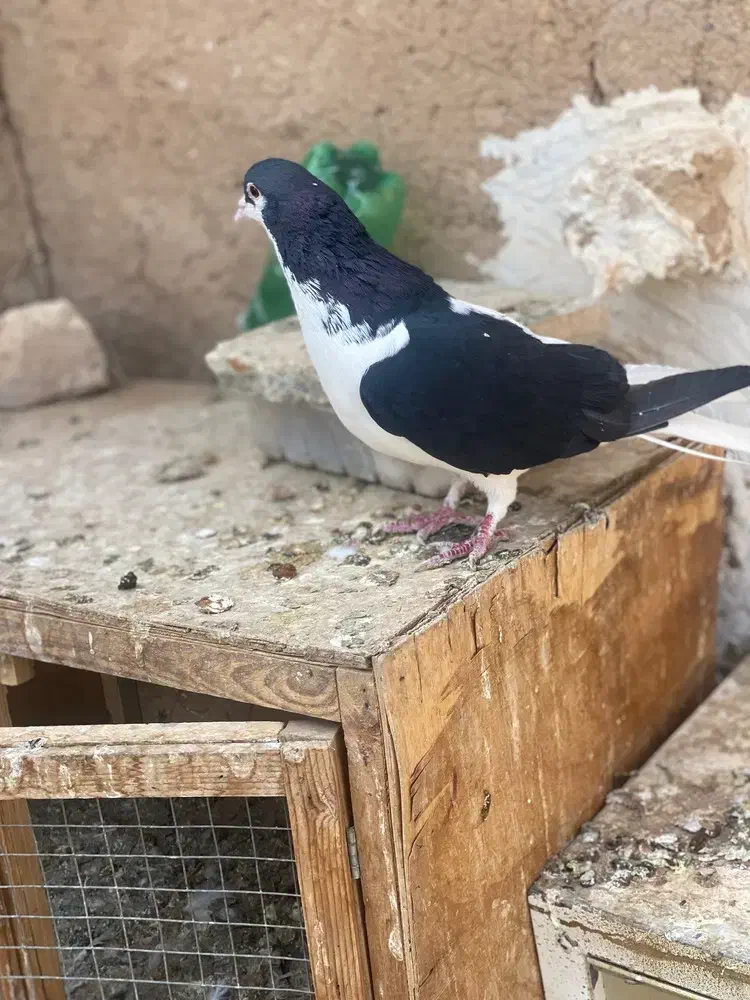 سیاه پوش پرنده کبوتر|پرنده|الوند, |دیوار