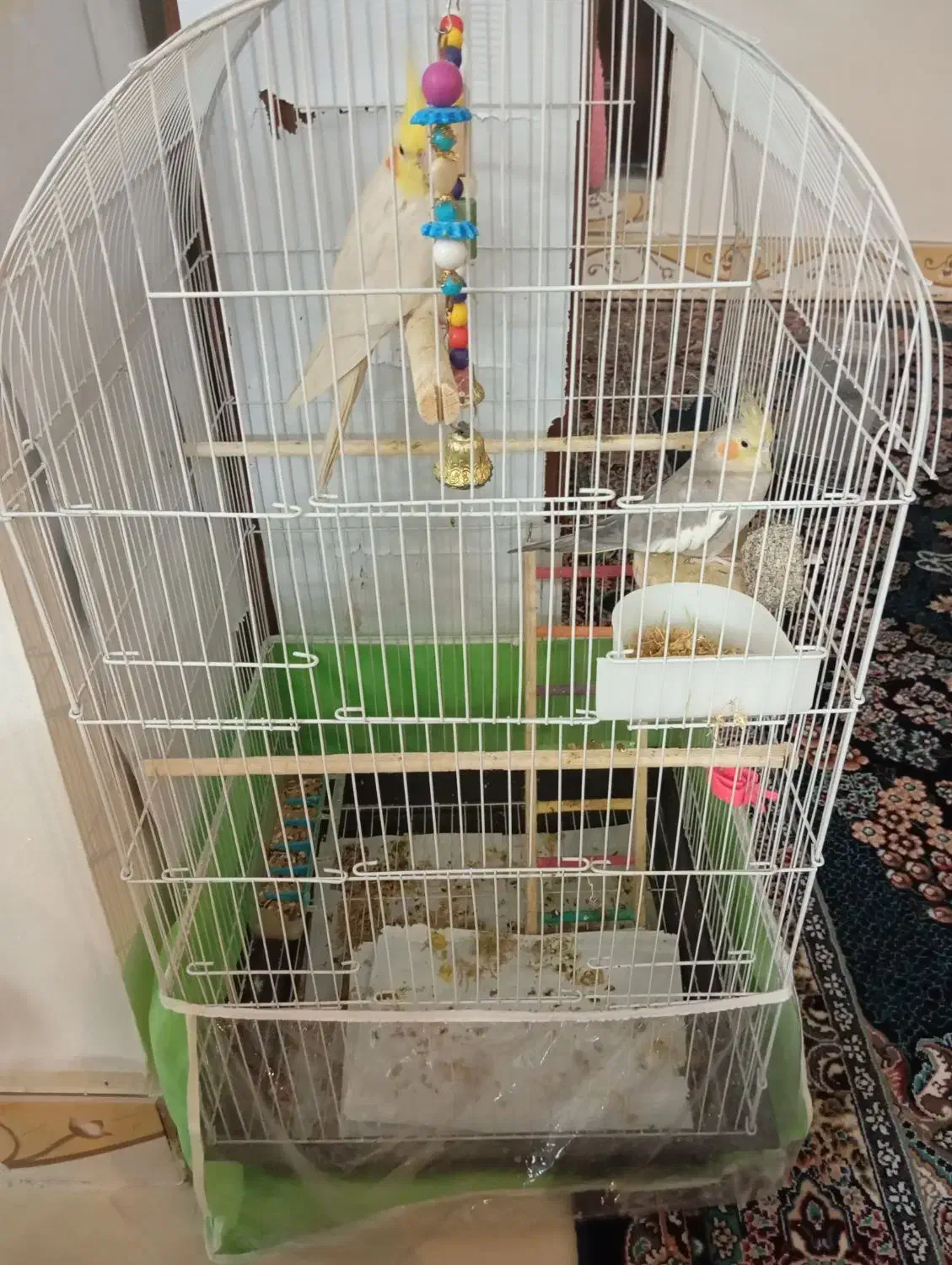 عروس هلندی جفت|پرنده|گلبهار, شهر جدید گلبهار|دیوار