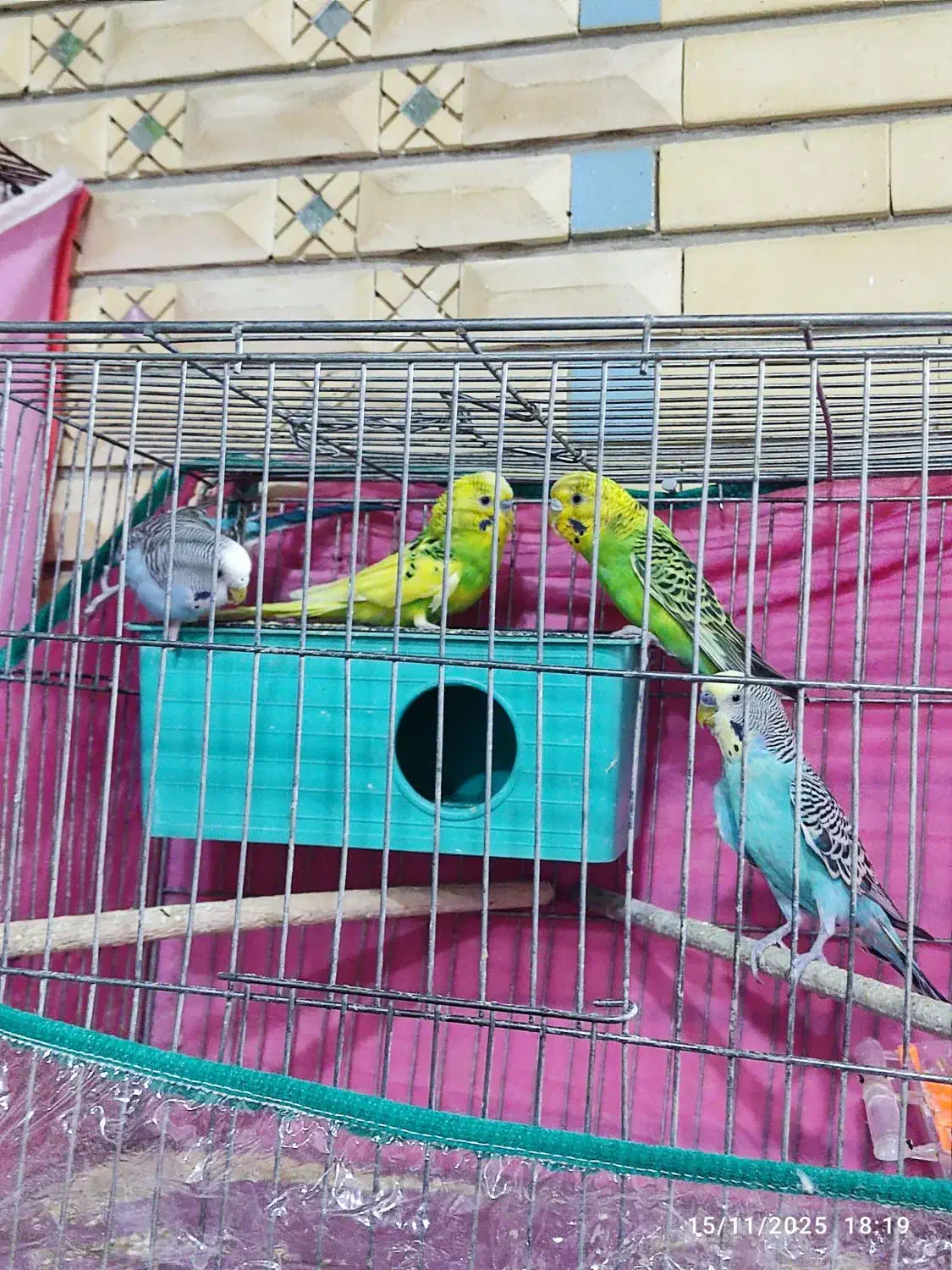 جفت مرغ عشق با دوتا جوجه|پرنده|شیراز, شهدای شهرک سعدی|دیوار