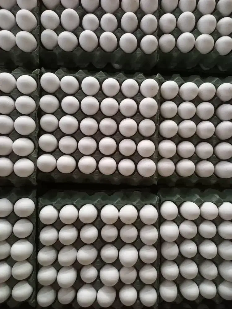 تخم مرغ|خوردنی و آشامیدنی|تهران, شهرآرا|دیوار