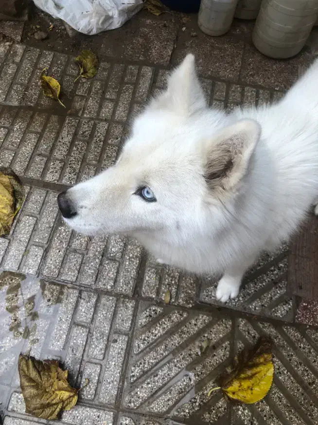 سگ گمشده|حیوانات|تبریز, |دیوار