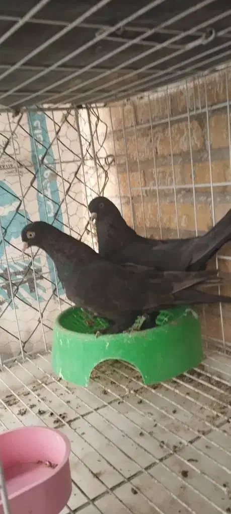 اول بخون|پرنده|بهبهان, |دیوار