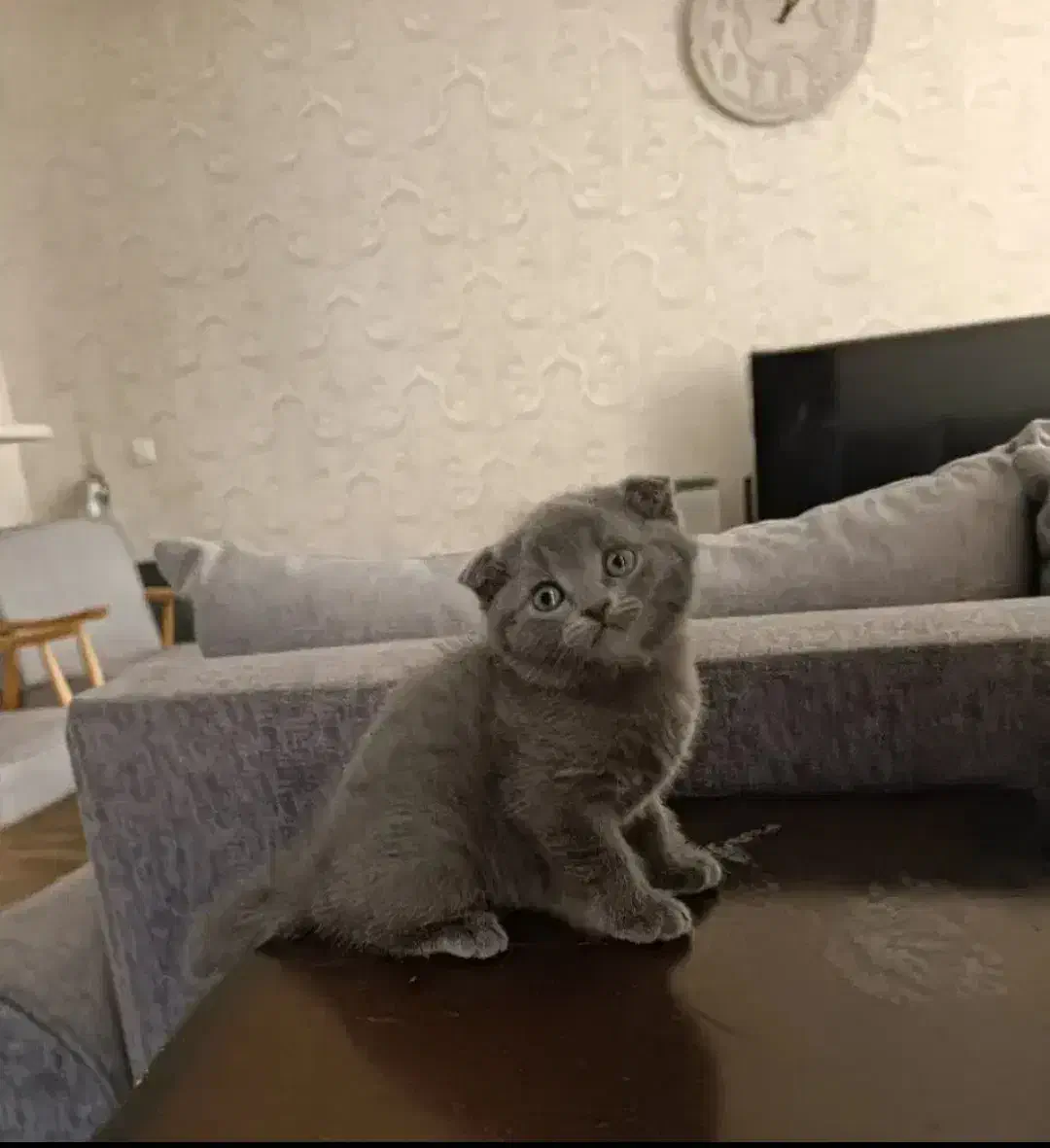 گربه میکس|گربه|شیراز, دشت چنار|دیوار