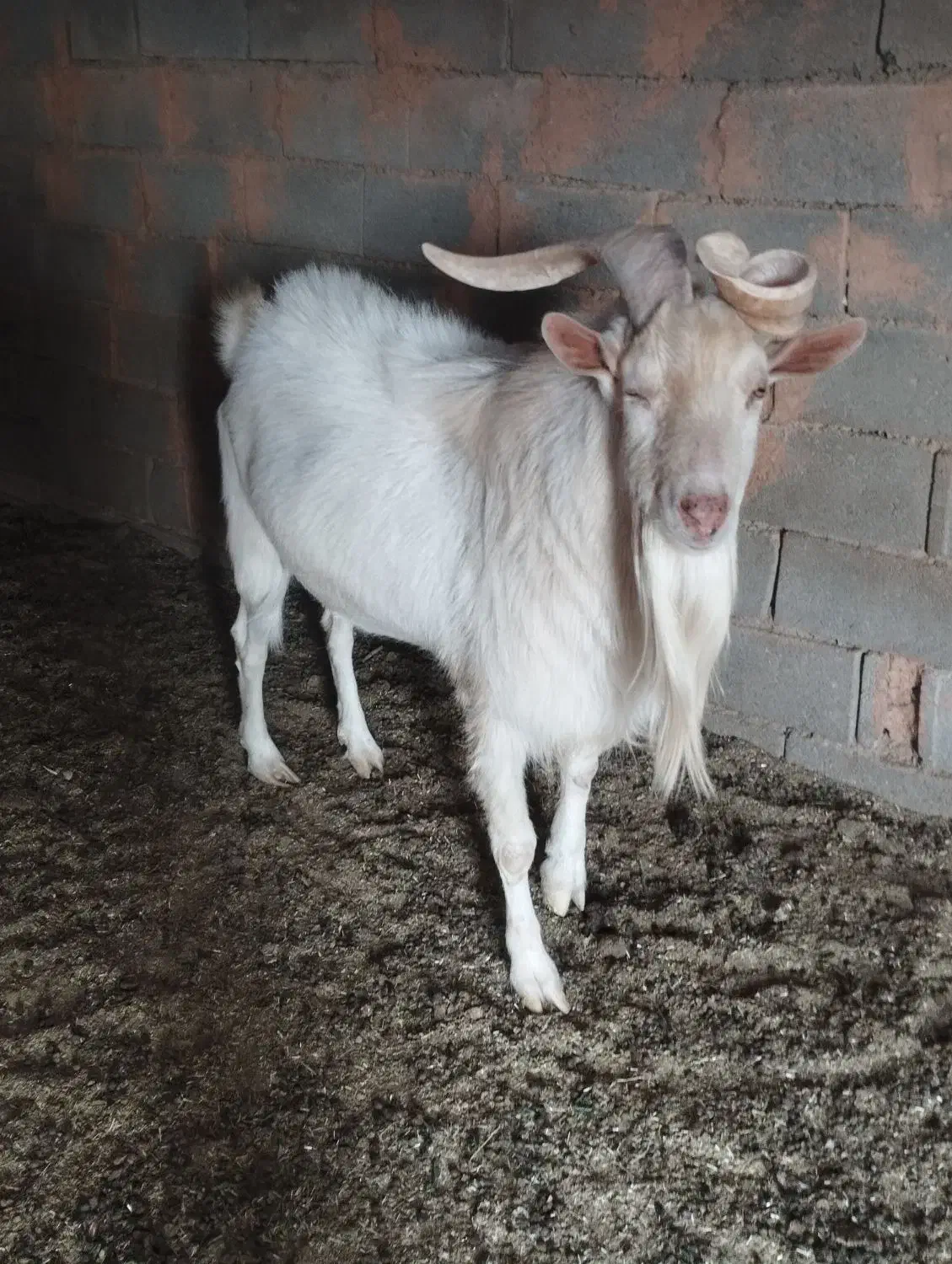 تکه سانن اصل دوساله|حیوانات مزرعه|تربت جام, جامرود|دیوار