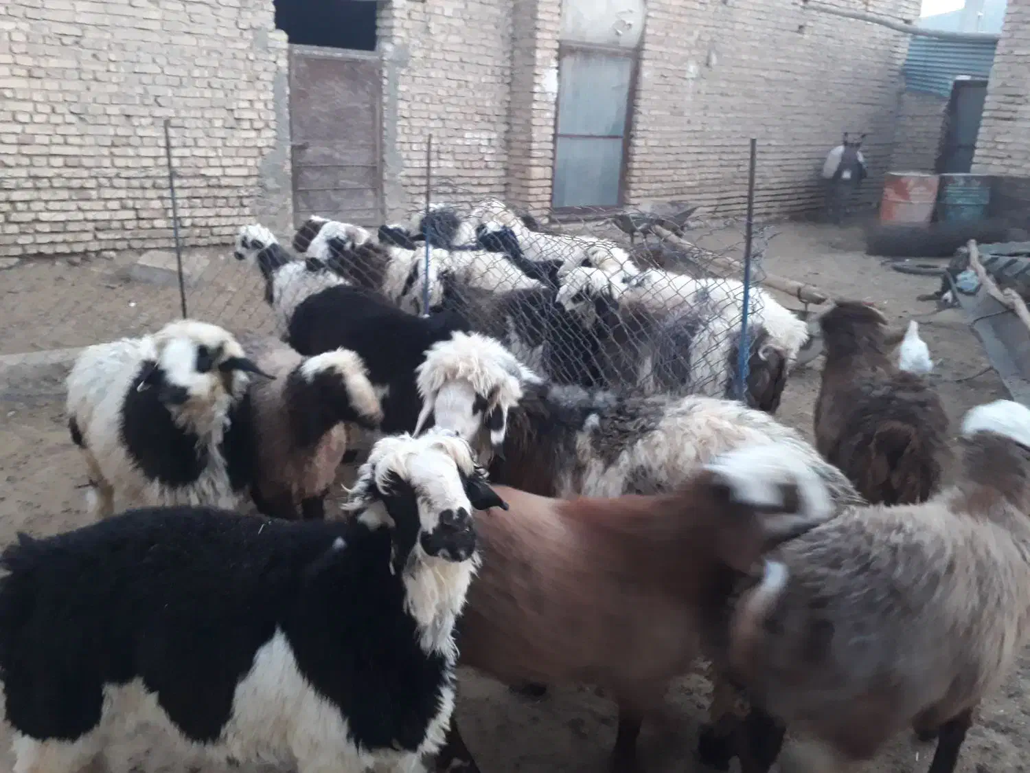 فروش بره|حیوانات مزرعه|خرم بید, |دیوار