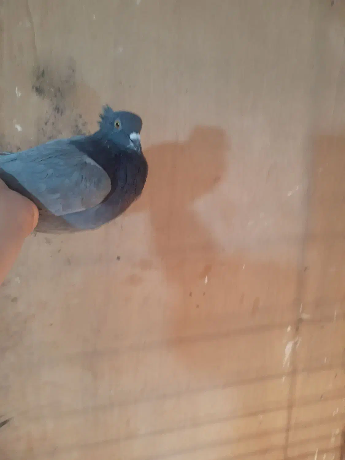 کبوتر|پرنده|لاهیجان, آهندان|دیوار