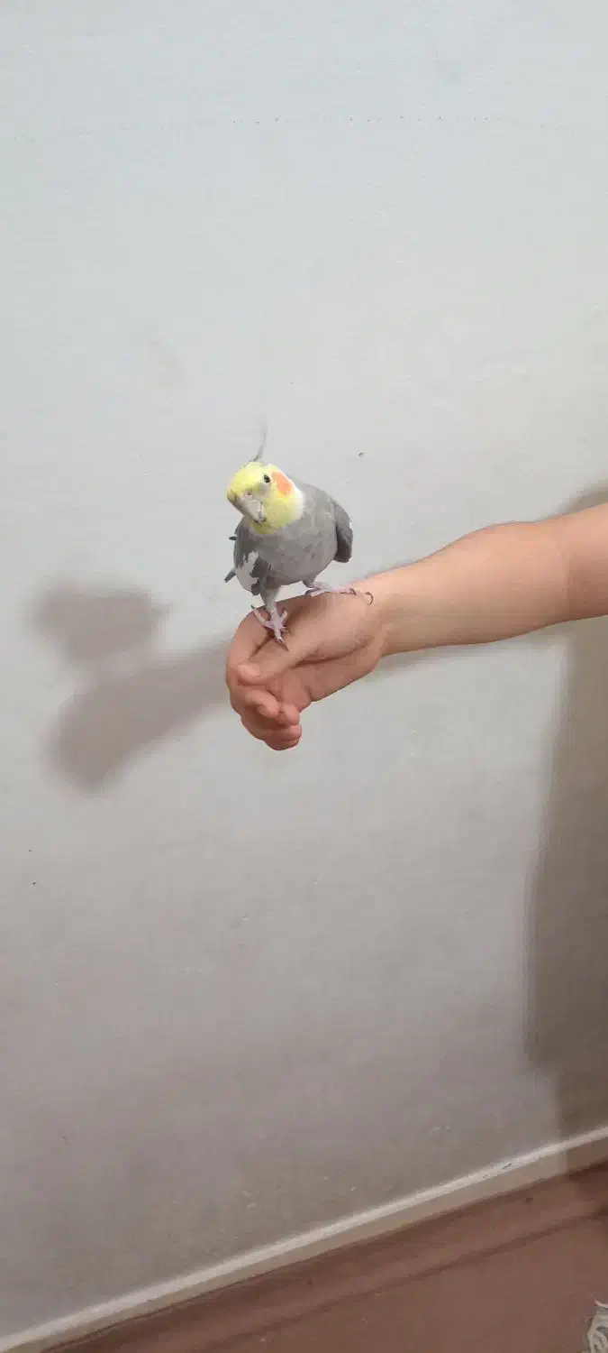 عروس هلندی نر سینامون آهویی سخنگو|پرنده|قرچک, مهدیه|دیوار