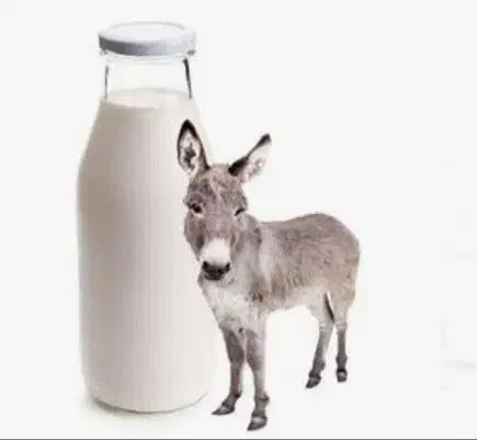 شیر الاغ|خوردنی و آشامیدنی|مشهد, چاهشک|دیوار