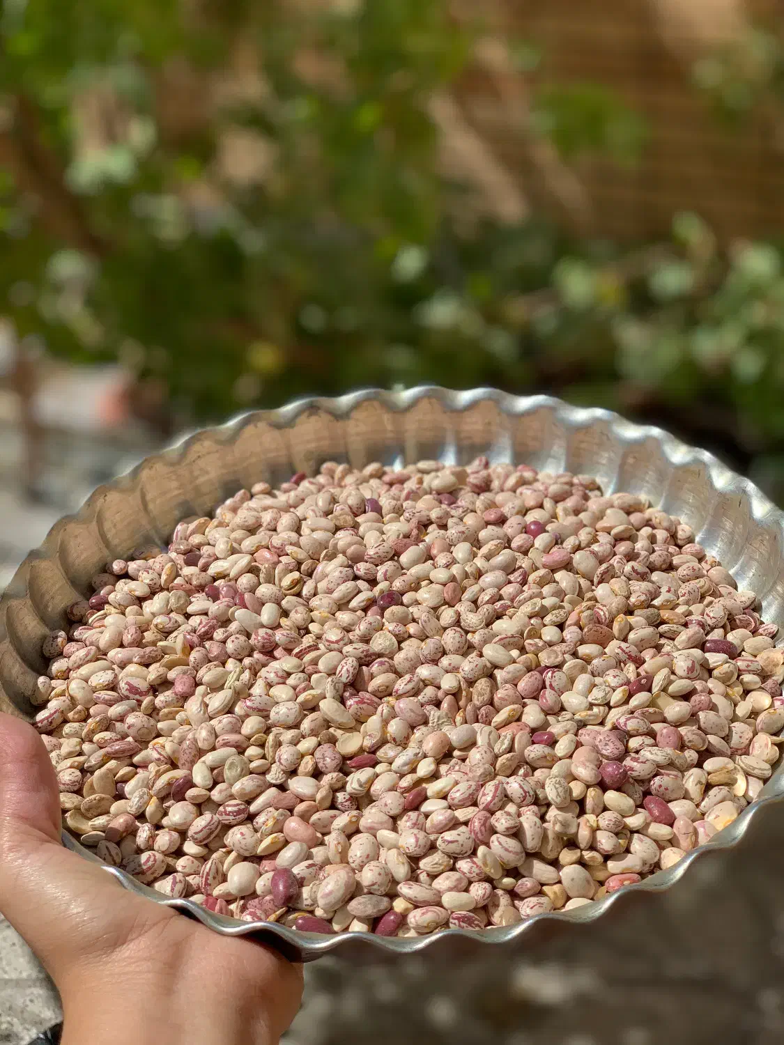 بوبیا چیتی|خوردنی و آشامیدنی|فولادشهر, B2|دیوار