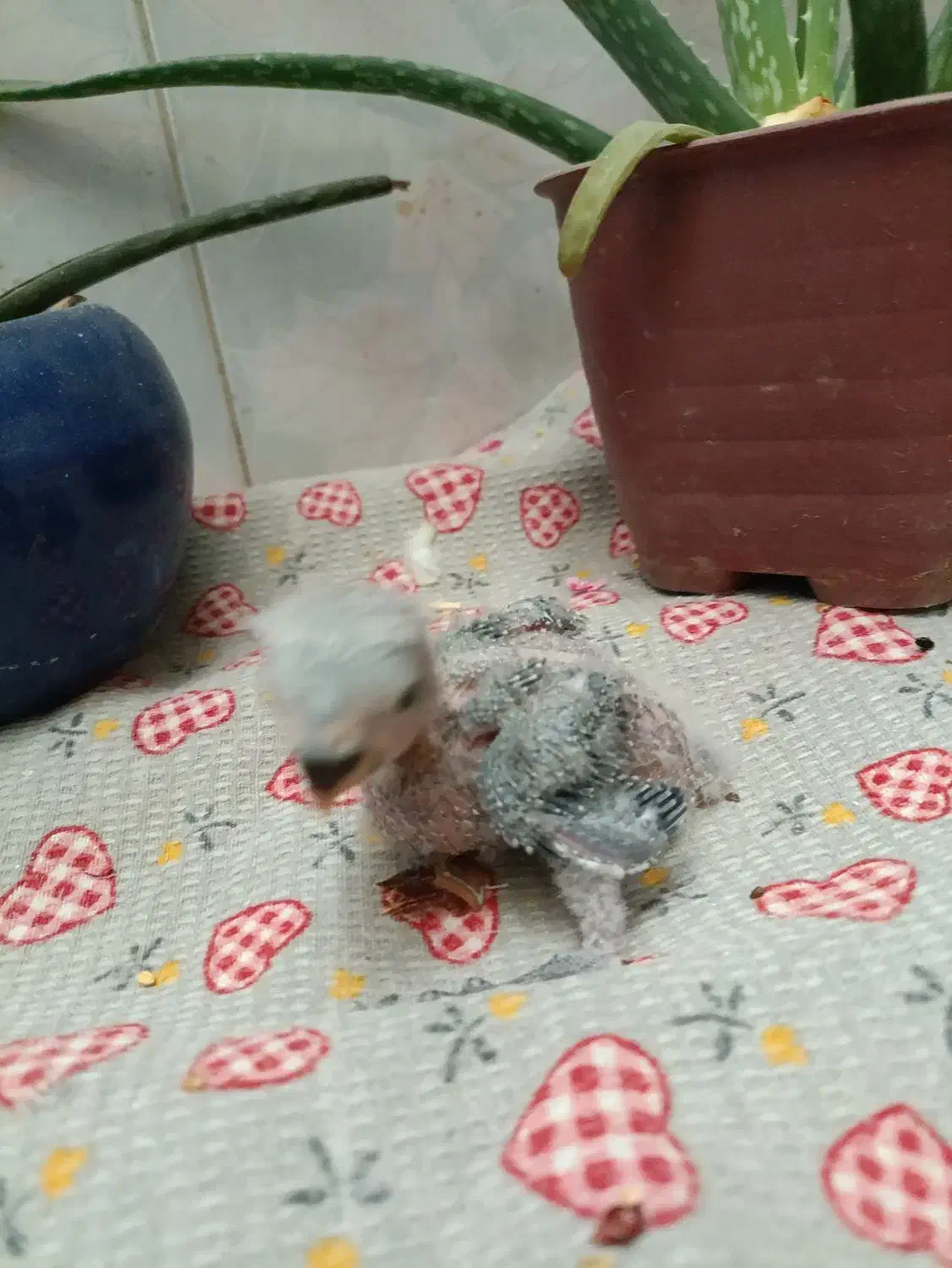 جوجه طوطی برزیلی و عروس هلندی|پرنده|تهران, سبلان (لشگر)|دیوار