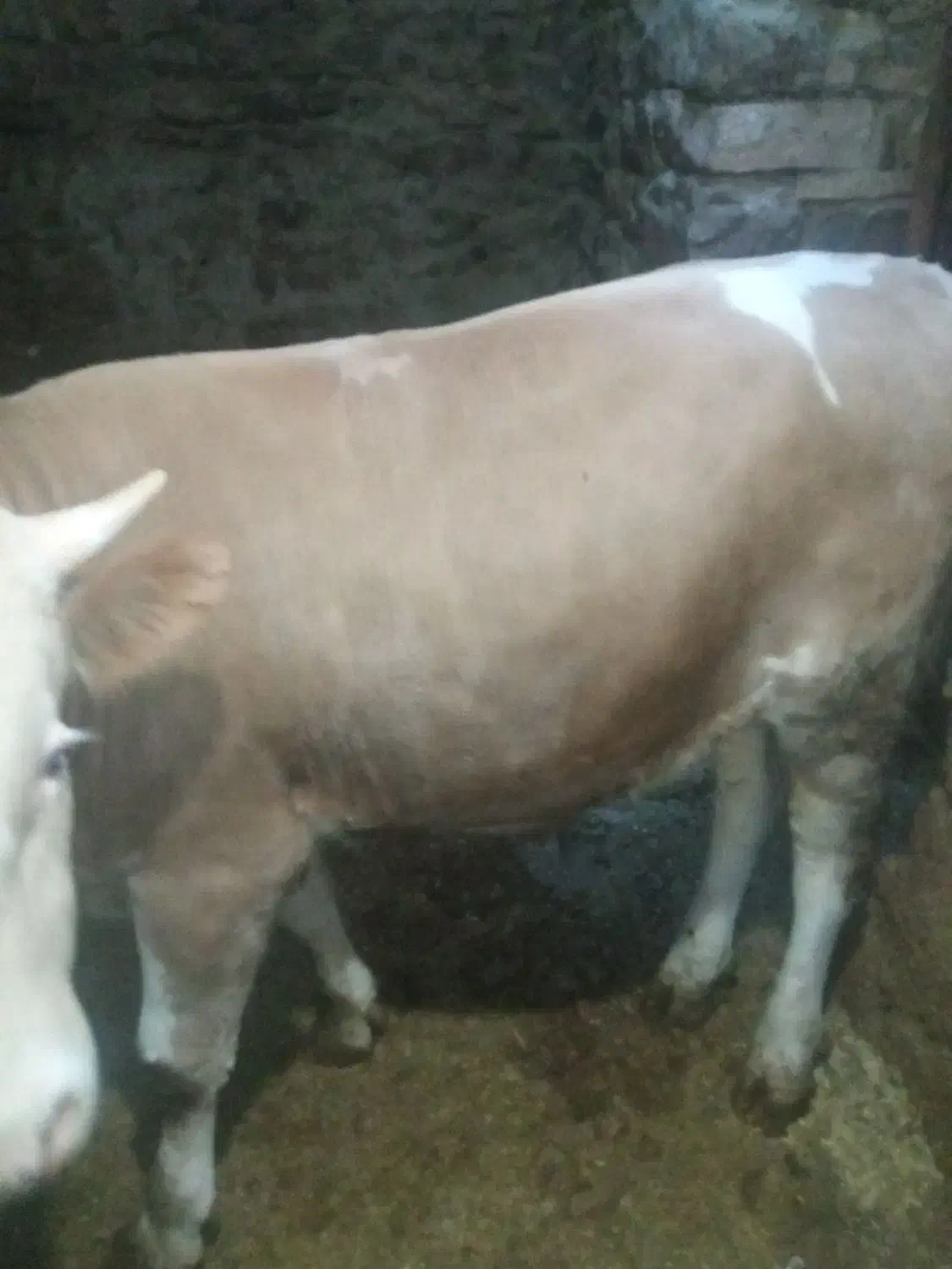 گوساله سمینتال|حیوانات مزرعه|سروآباد, |دیوار