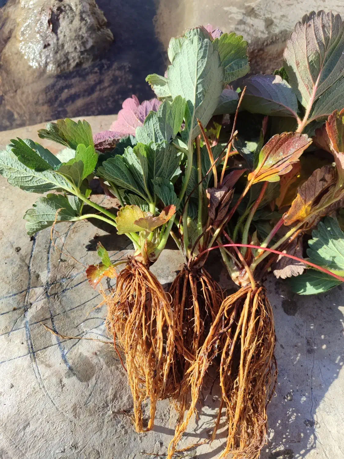 نشا سابرینا خالص|خدمات باغبانی و درختکاری|سنندج, |دیوار