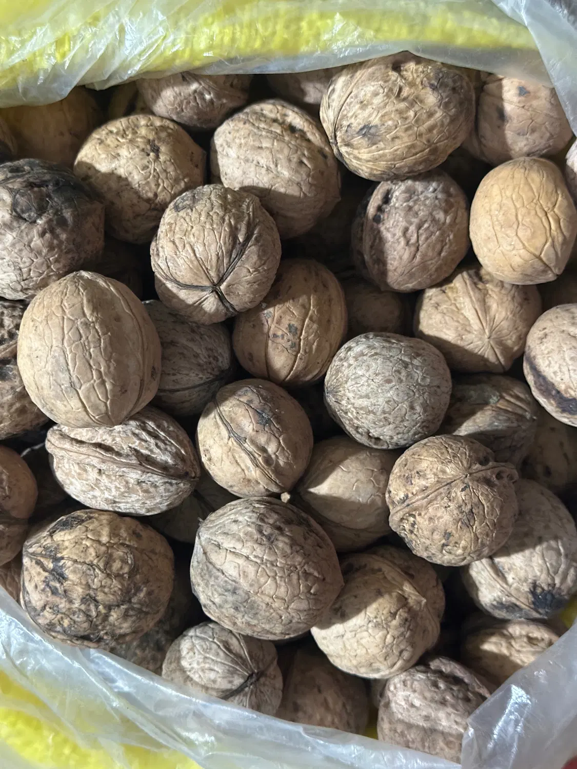 گردو|خوردنی و آشامیدنی|کلاردشت, |دیوار