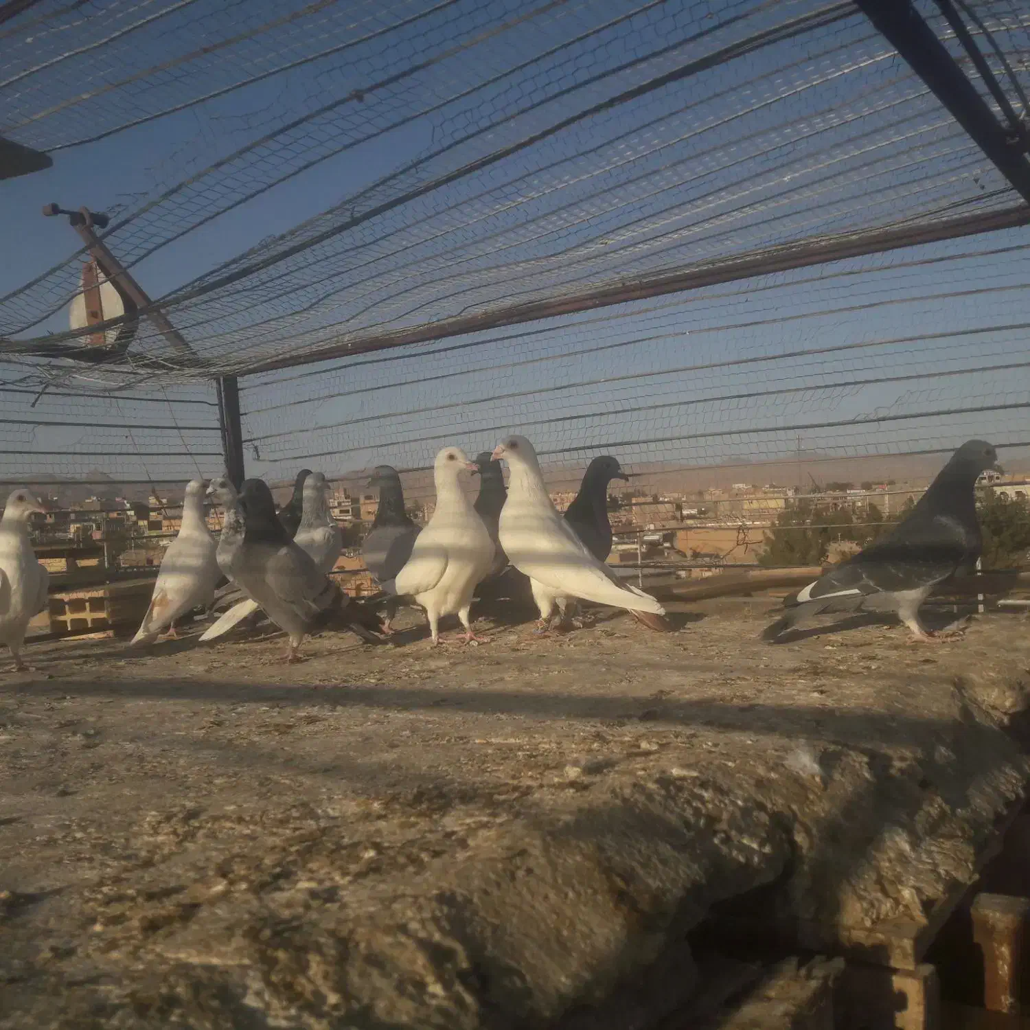 کبوتر‌رنگه‌وآلمانی|پرنده|سده (خراسان جنوبی), |دیوار