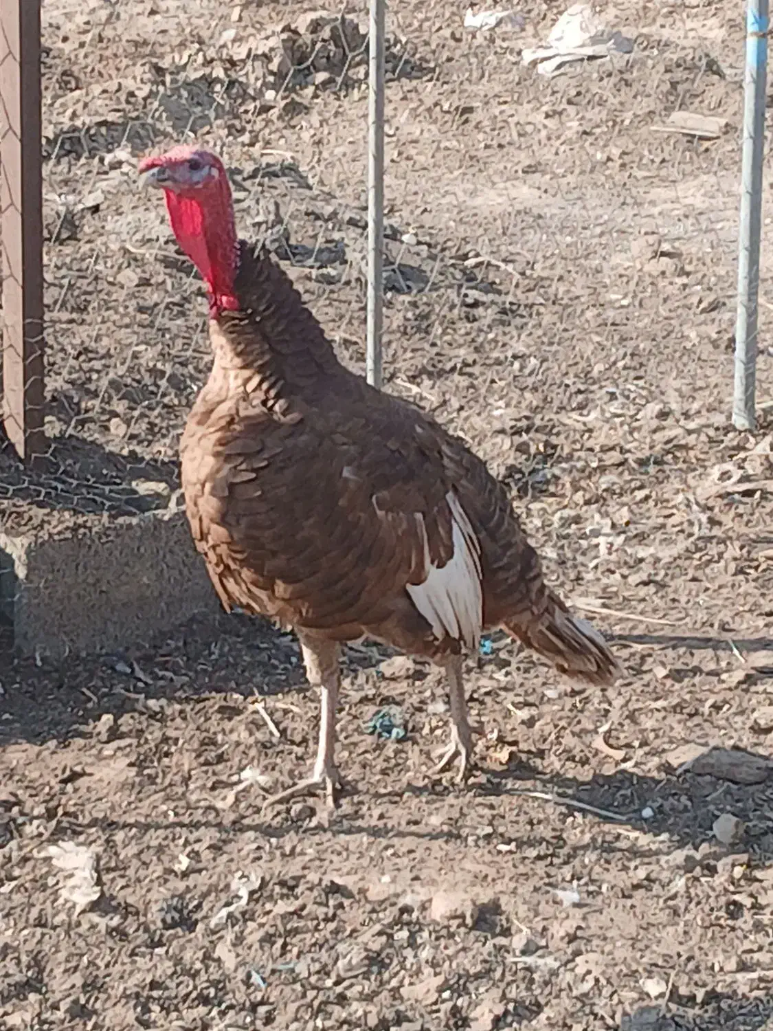 بوقلمون|حیوانات مزرعه|بشاریات, |دیوار