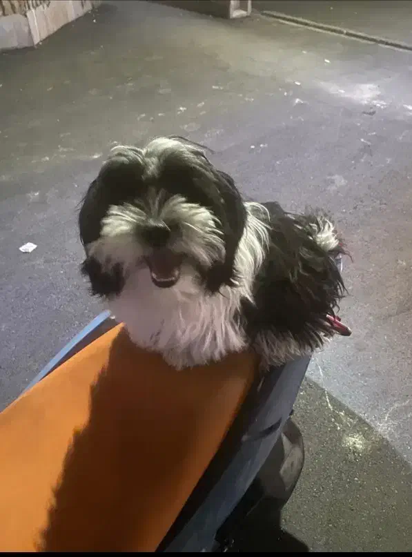 شیتزو نر تقریبا ا ساله|سگ|باسمنج, |دیوار