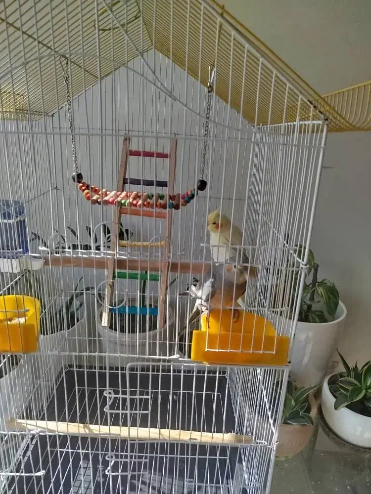 عروس هلندی دستی|پرنده|شیراز, فاضل|دیوار