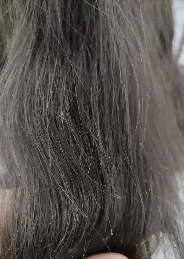 موخوره گیری|خدمات آرایشگری و زیبایی|بم, |دیوار