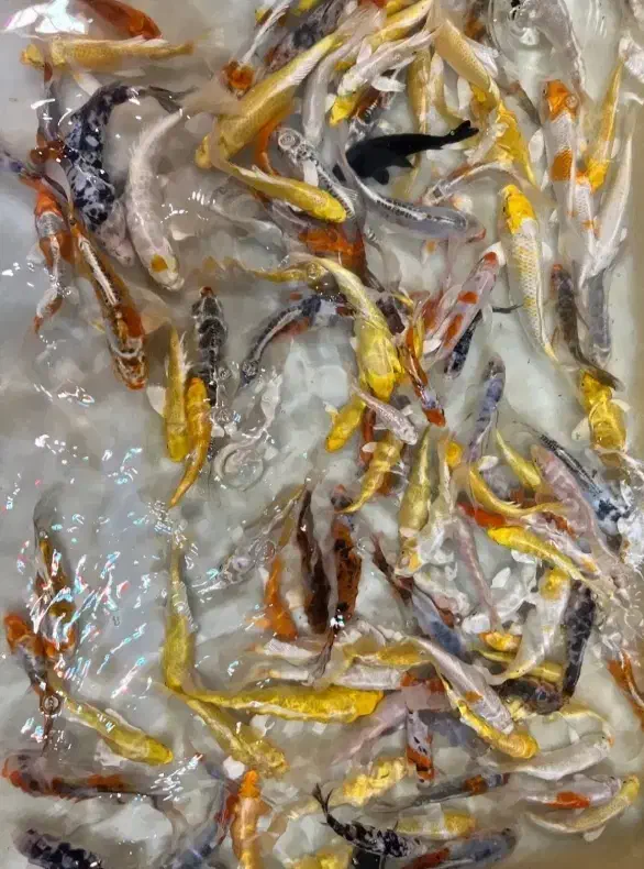 ماهی کوی 10 سانت عمده و خرده|ماهی|قزوین, |دیوار