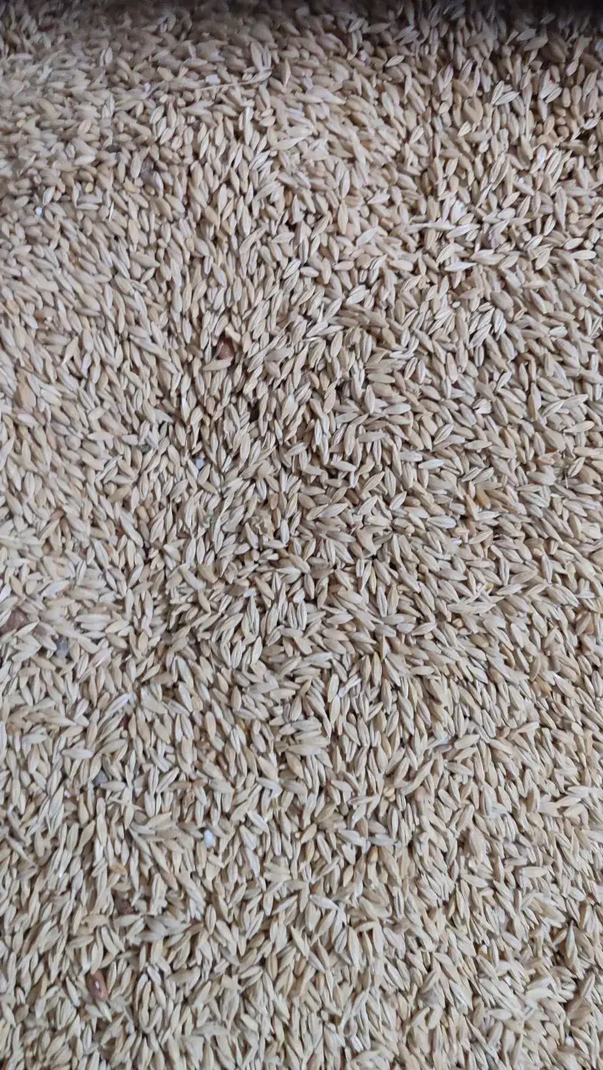 جو دیم پاییز|عمده‌فروشی|باغ حلی, |دیوار