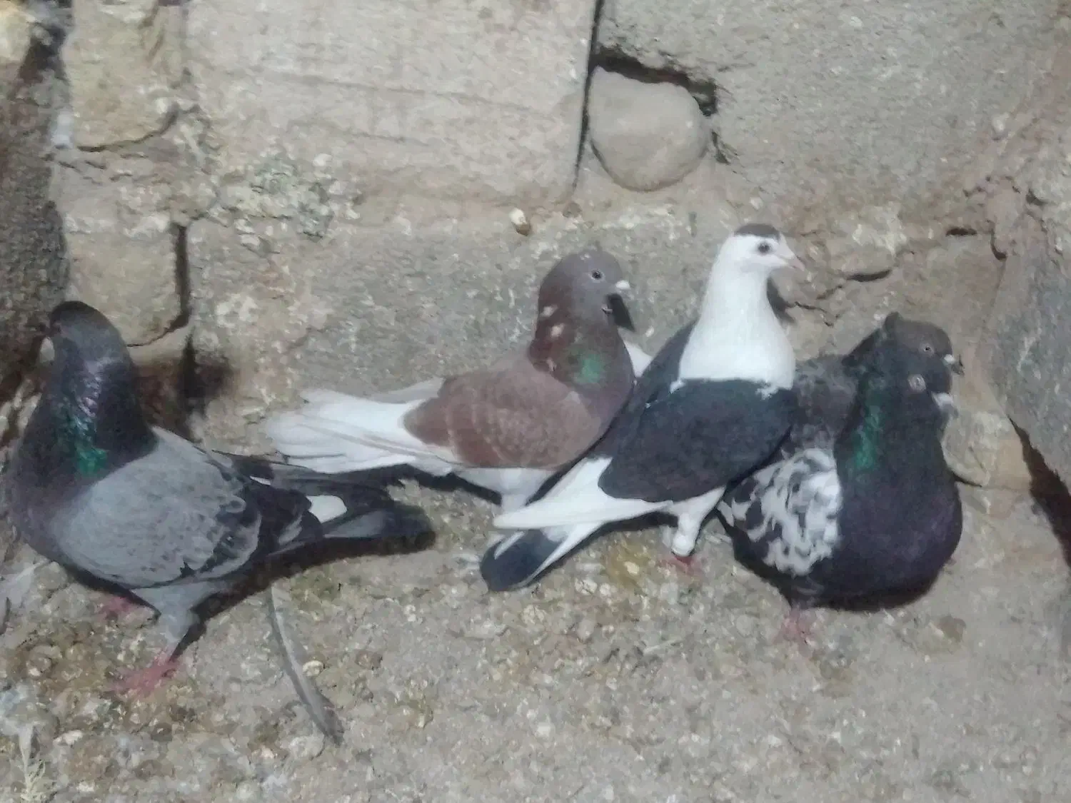 کفتر کبوتر|پرنده|شیروان (خراسان), |دیوار