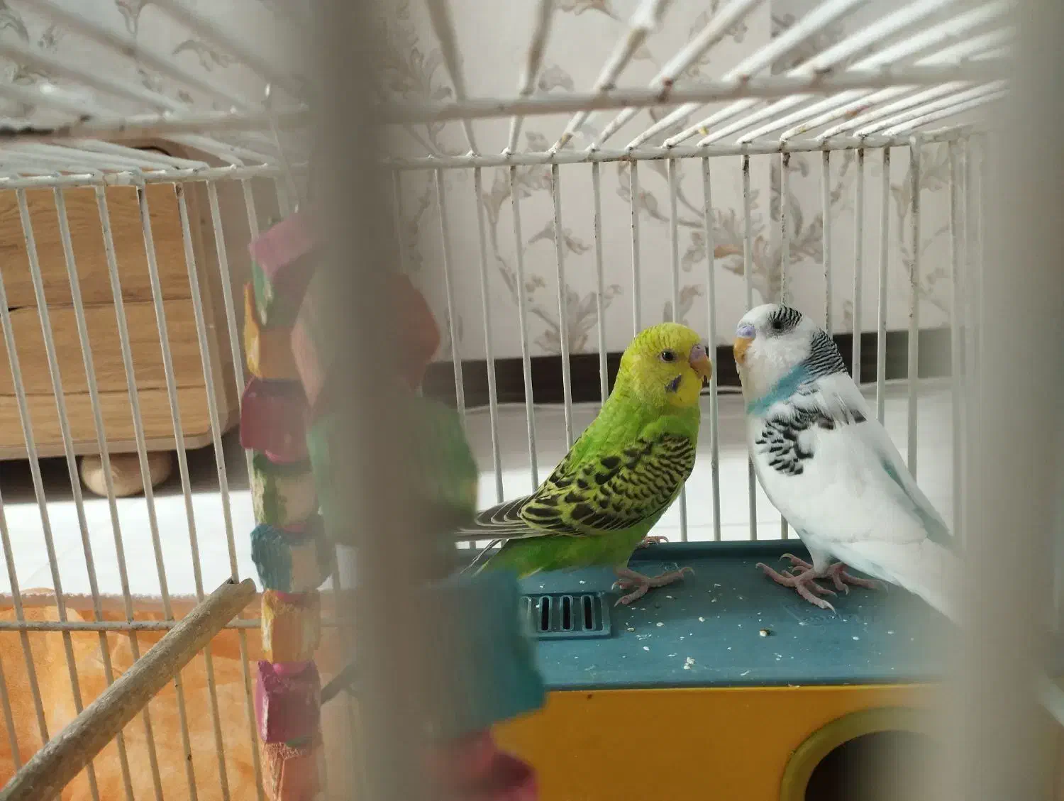 یک جفت مرغ عشق نر و ماده|پرنده|شاهین‌شهر, عطار|دیوار