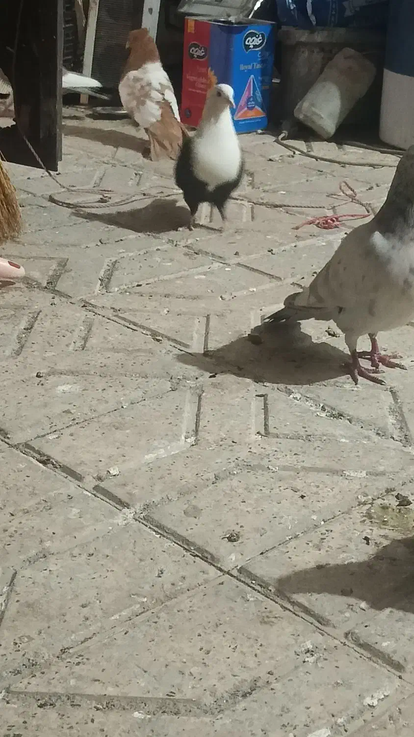 کلاغ ماده|پرنده|نیشابور, بنیاد شهید|دیوار