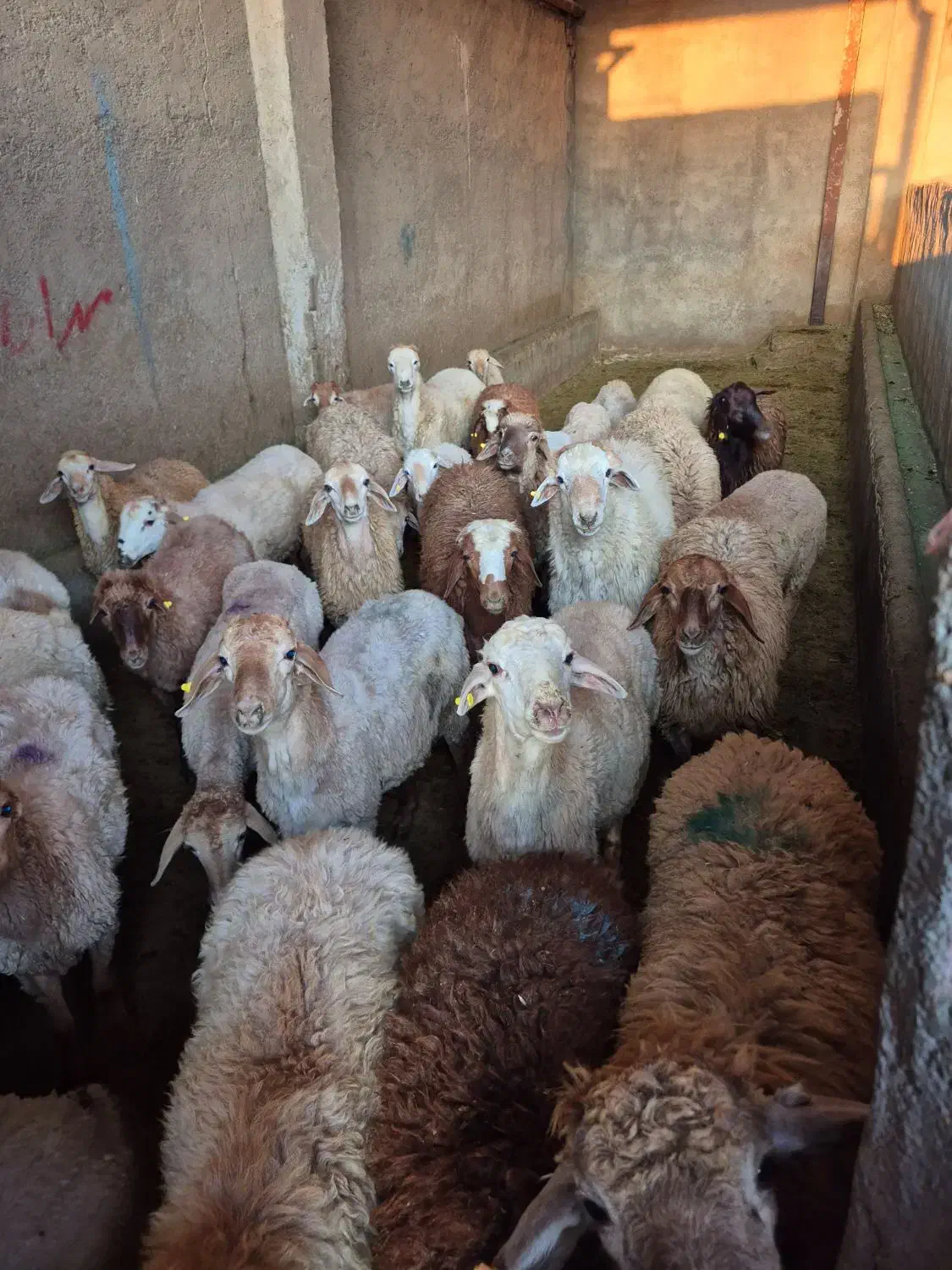 فروش بره مستقیم از دامداری **دام برتر**|حیوانات مزرعه|تهران, قیطریه|دیوار