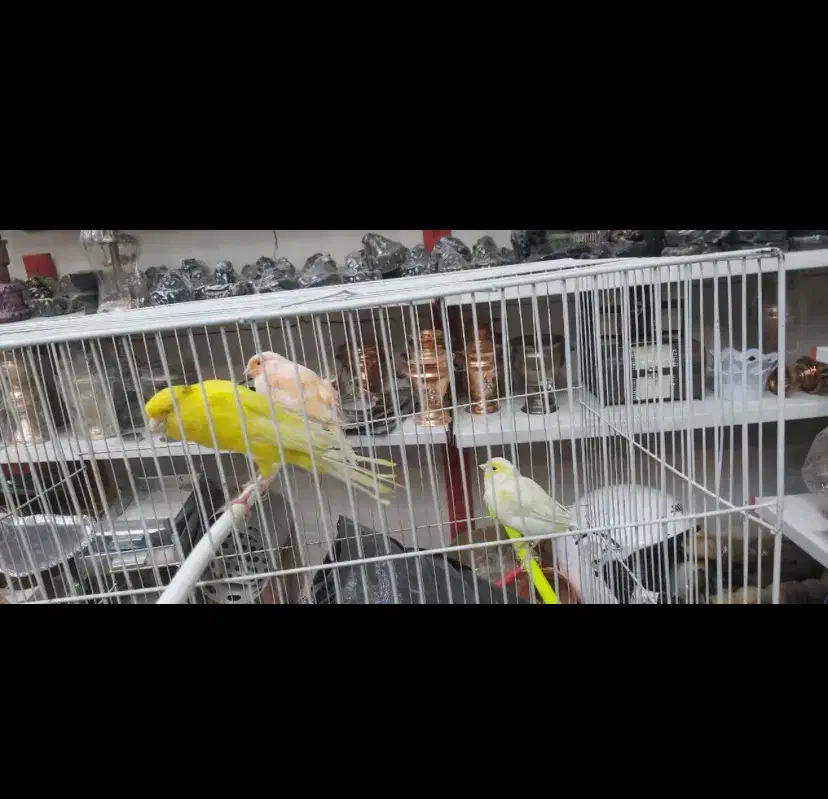 قناری و سهره|پرنده|مشهد, امام رضا (ع)|دیوار