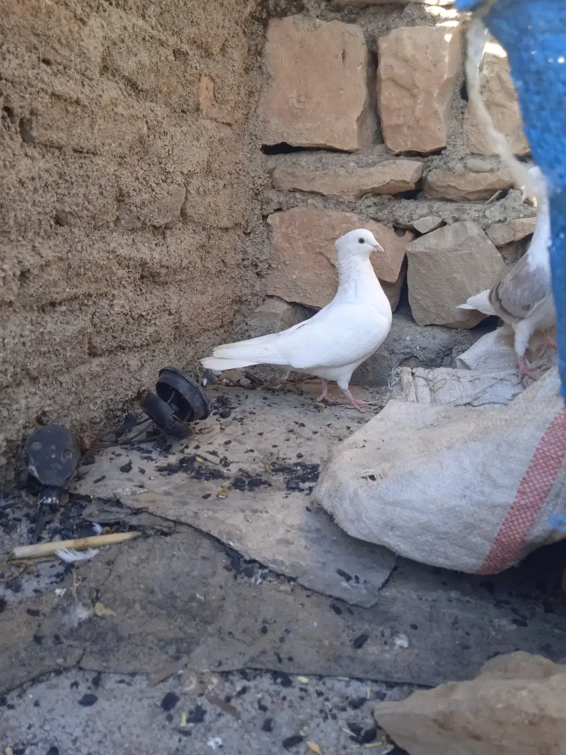 نرو ماده اسبی شونی|پرنده|چگنی, |دیوار